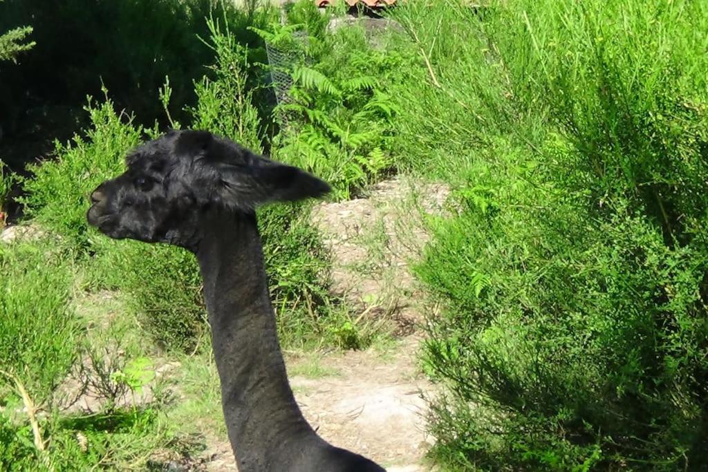 Gite dans un parc animalier avec salle de cinéma Aurice Esterno foto