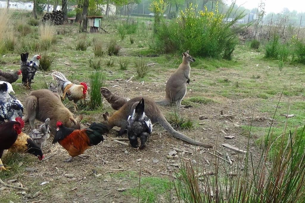 Gite dans un parc animalier avec salle de cinéma Aurice Esterno foto